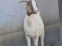 बकरियाँ (लॉट, लिंग निर्दिष्ट नहीं), Boer goat — फ़ोटो 1
