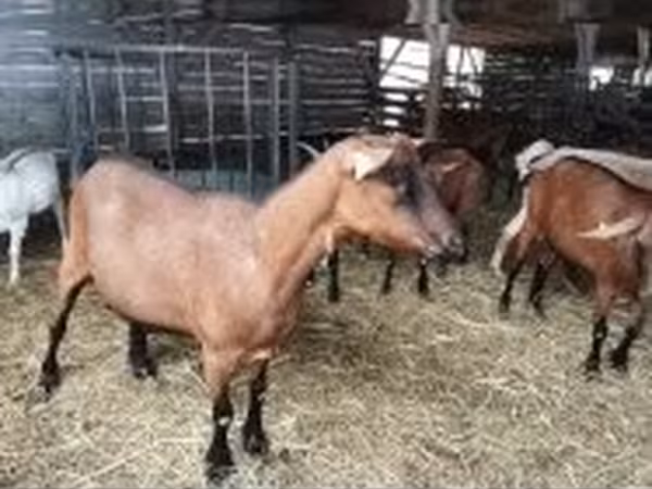 Chèvre, Alpine goat — Hongrie