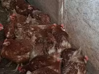 Chickens — 照片 1