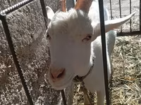 Goat, Saanen goat — photo 7