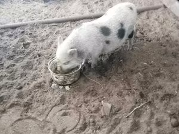Verrat, Porcs — Hongrie