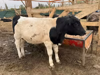 Bull, Swiss cattle — photo 8