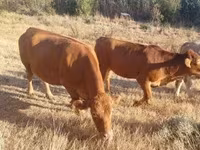 母牛, Limousin cow — 照片 8