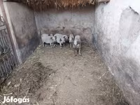 सूअर (लॉट, लिंग निर्दिष्ट नहीं), Мангалица — फ़ोटो 4