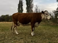 雌牛, Simmental cattle — 写真 1