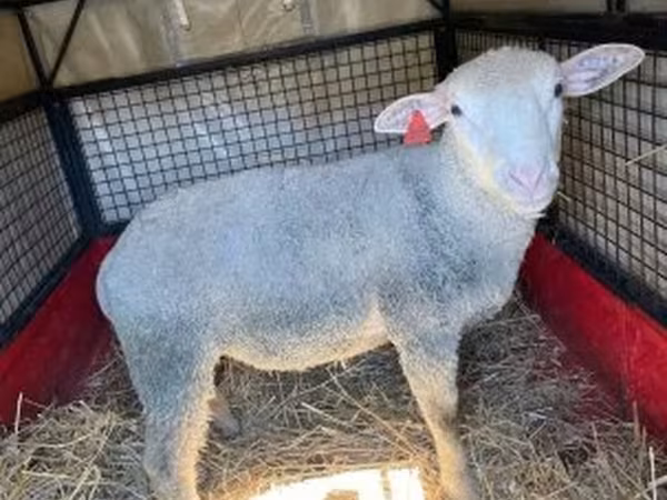 Carnero, Ile-de-France sheep