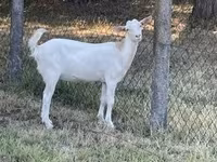 Ешкі, Saanen goat — 1-сурет