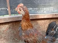Chickens — zdjęcie 5