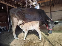 Cow, Cattle — photo 1