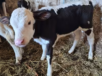 Krava, Russian Black pied cattle — fotografija 4