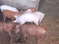 公猪, Pigs — 照片 5