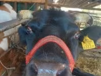 母牛, Cattle — 照片 1
