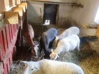 母羊, Cameroon sheep — 照片 2