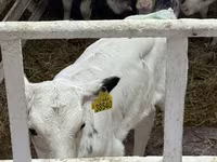 Bull, Cattle — photo 4