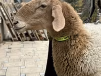 Ovca, Awassi sheep — fotografija 7