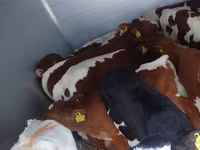 Bik, Simmental cattle — fotografija 1