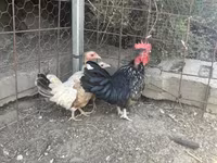 Chickens — fotografija 2