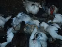 Ducks — الصورة 3