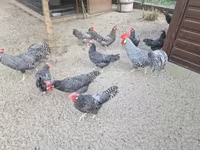 Chickens — zdjęcie 6