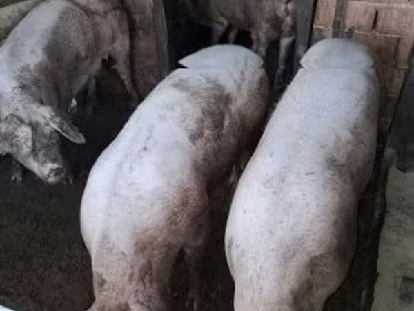 Truie, Porcs — Hongrie