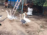 Geese — zdjęcie 3