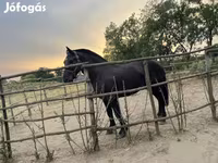 حصان, الخيول — الصورة 4