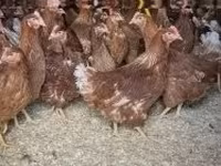 Chickens — fotografija 2
