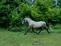 حصان, Lipizzaner — الصورة 1