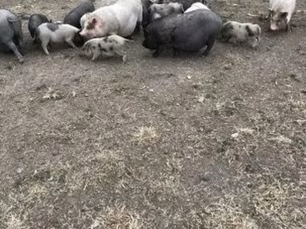 خنزيرة, Вьетнамская вислобрюхая
