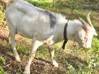 Jarac, Nubian Goat — fotografija 1