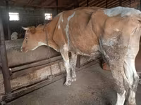 Cow, Simmental cattle — photo 5