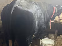 雌牛, Simmental cattle — 写真 2