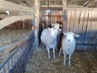Вівця, Ile-de-France sheep — фото 2