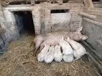 Porca, Porcos — foto 1