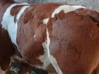 Toro, Simmental cattle — foto 1