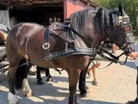 Égua, Cavalos — foto 2