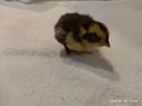 Quails — zdjęcie 3