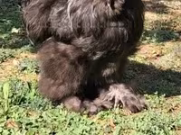 Silkie — zdjęcie 3