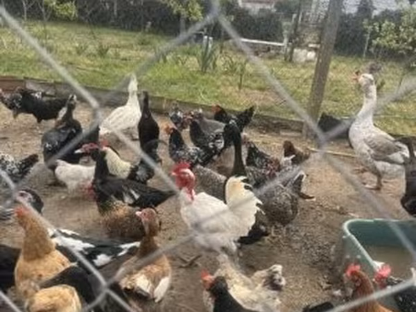 Chickens — Hungria