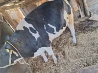 母牛, Limousin cow — 照片 2