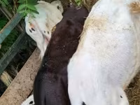 Taureau, Race Holstein — photo 1