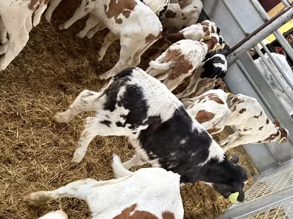 Bull, Simmental cattle
