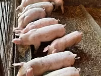 Porcs (lot, sexe non indiqué) — photo 2