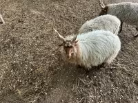 雄羊, Racka sheep — 写真 3