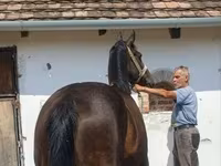 母马, Horses — 照片 4