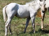 Kobila, Quarter Horse — fotografija 5