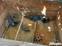 Chickens — photo 2
