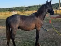 公马, Horses — 照片 4