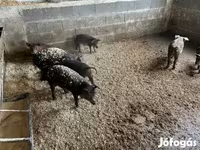 公猪, Мангалица — 照片 7