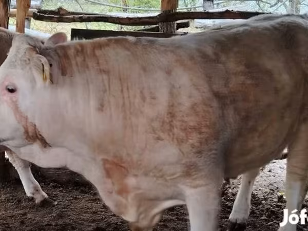 公牛, Simmental cattle